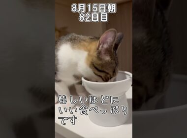 ハルのFIP闘病記「絶対に負けない」 82日目その1 #shorts #猫 #子猫
