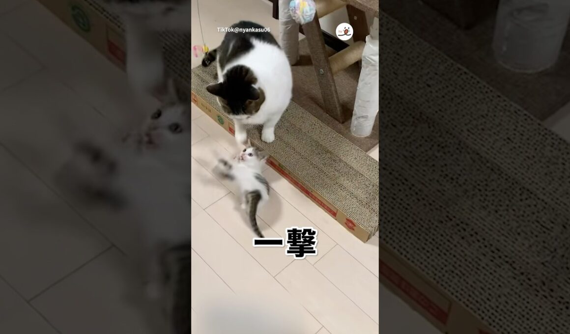 新入り子猫さんの気合い｜PECO