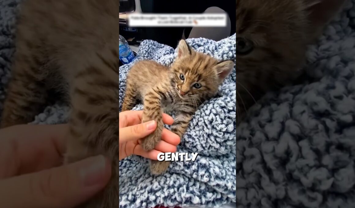 Bobcat Kitten Was Saved In The End❤️‍🩹
