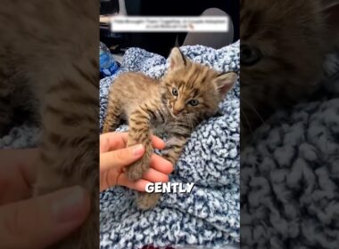 Bobcat Kitten Was Saved In The End❤️‍🩹