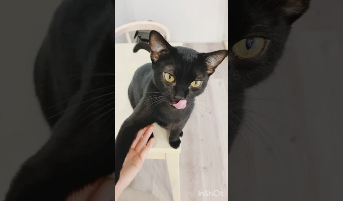 お手の練習をする黒猫　#ボンベイ #子猫 #cat #猫のいる暮らし #bombay #ねこ #ねこのいる生活 #猫 #ねこ動画 #トレーニング #かわいい #癒やし