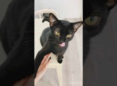 お手の練習をする黒猫　#ボンベイ #子猫 #cat #猫のいる暮らし #bombay #ねこ #ねこのいる生活 #猫 #ねこ動画 #トレーニング #かわいい #癒やし