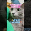 もののけ姫ごっこ❤️ #猫 #ロシアンブルー #shorts