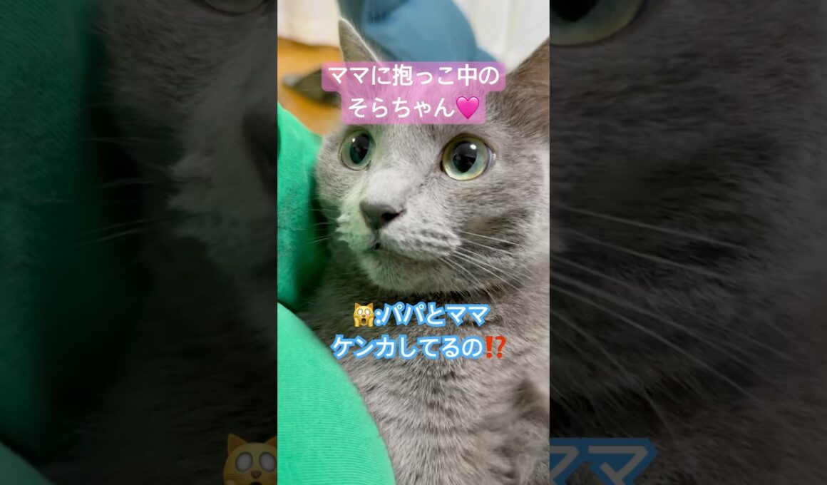 もののけ姫ごっこ❤️ #猫 #ロシアンブルー #shorts