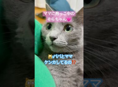 もののけ姫ごっこ❤️ #猫 #ロシアンブルー #shorts