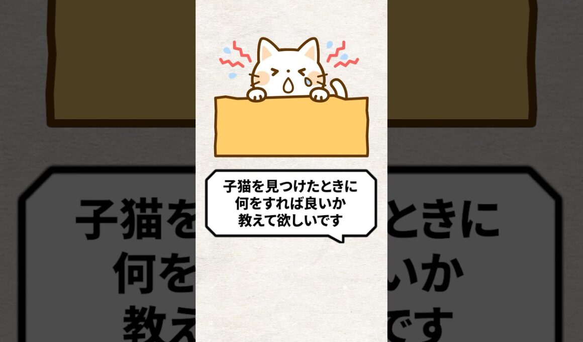 Q：子猫を見つけた時に何をすればいい？ #猫 #野良猫 #子猫 #ねこ