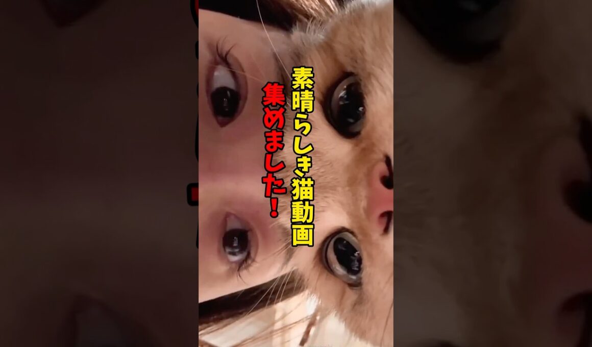 すんばらしい猫 #猫 #cat #cats #cute