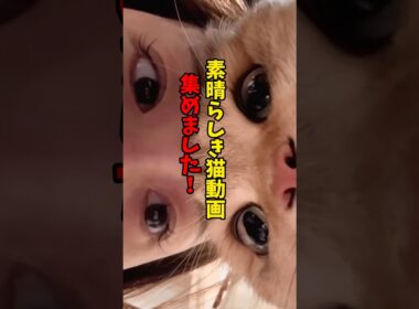 すんばらしい猫 #猫 #cat #cats #cute