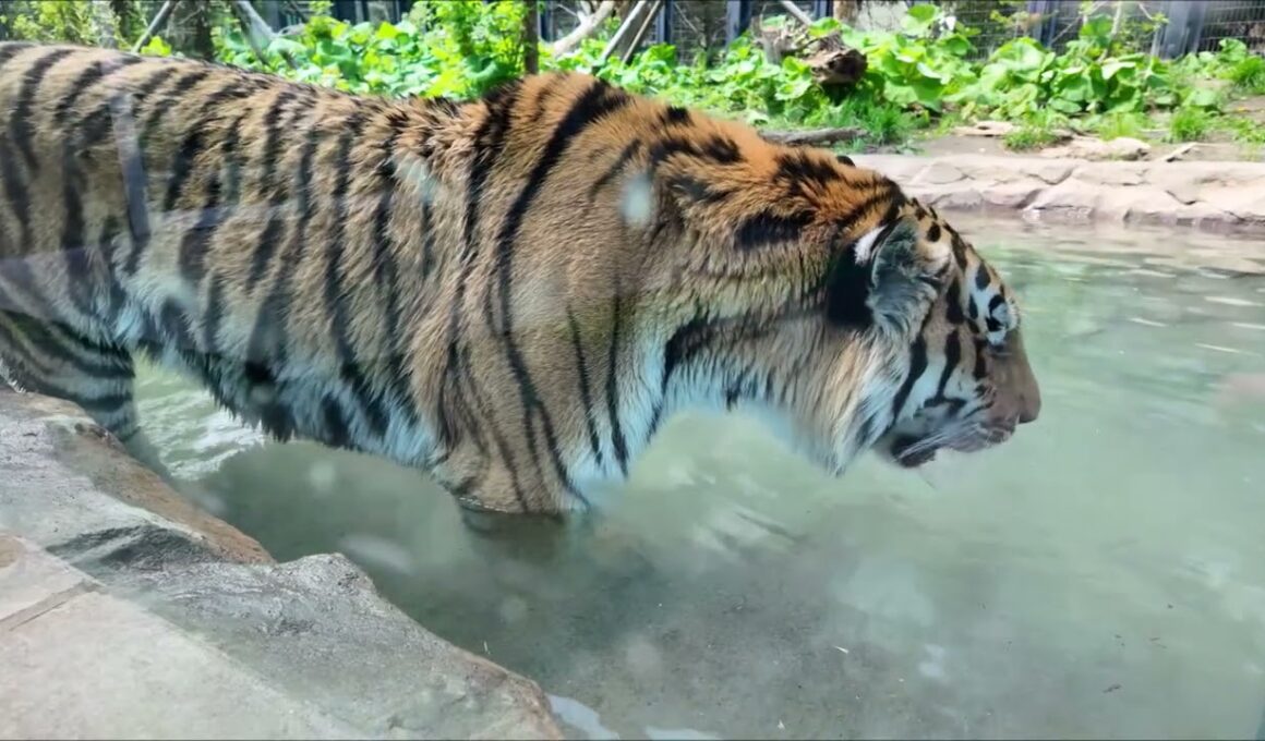 プールで水分補給するトートです（円山動物園　アムールトラのトート）#Amurtiger #tiger #bigcat
