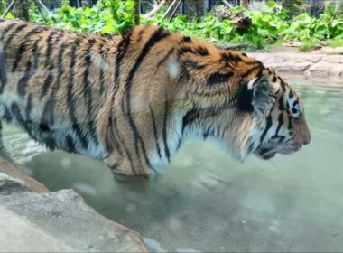 プールで水分補給するトートです（円山動物園　アムールトラのトート）#Amurtiger #tiger #bigcat