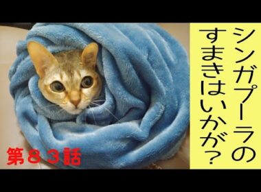 【飼いやすい猫】シンガプーラの簀巻きはいかが？