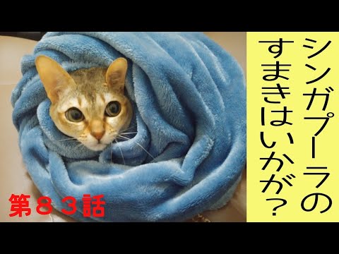 【飼いやすい猫】シンガプーラの簀巻きはいかが？