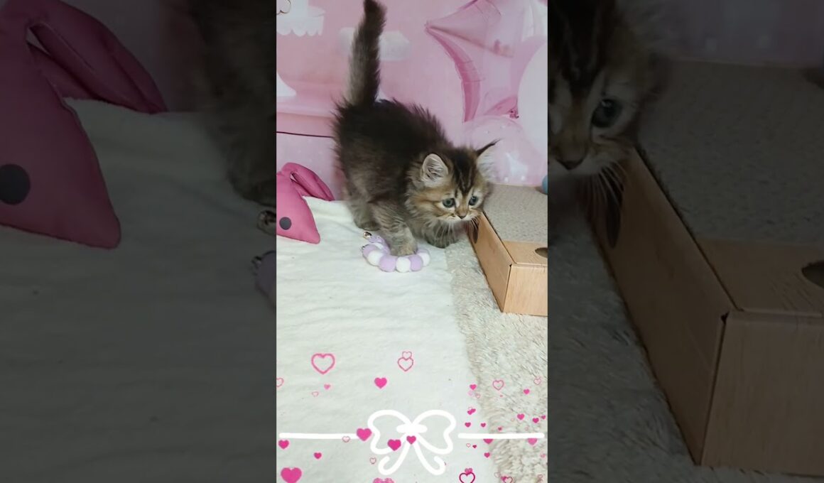 【ご家族様募集中】長足マンチカン女の子♡ #cat t #かわいい子猫 #kitten #子猫 #cute #子猫ブリーダー #短足マンチカン #短足ミヌエット #子ネコ #子猫 #好きな子猫