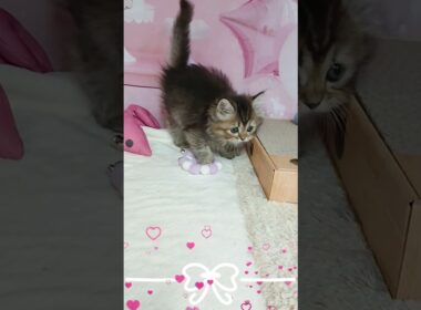 【ご家族様募集中】長足マンチカン女の子♡ #cat t #かわいい子猫 #kitten #子猫 #cute #子猫ブリーダー #短足マンチカン #短足ミヌエット #子ネコ #子猫 #好きな子猫