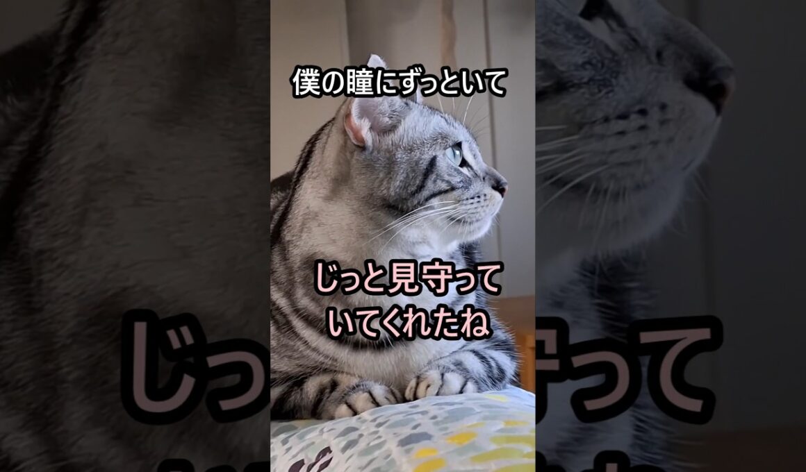｢#アメショ の男の子 キリアンの日常 君に夢中｣#shorts  #アメリカンショートヘアー #ねこ #cat  #猫 #猫のいる暮らし
