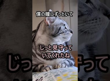 ｢#アメショ の男の子 キリアンの日常 君に夢中｣#shorts  #アメリカンショートヘアー #ねこ #cat  #猫 #猫のいる暮らし