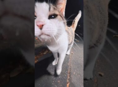 今日もひとり腹ぺこでご飯を待つ三毛猫