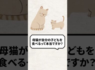 Q：母猫は自分の子どもを食べるって本当？ #猫 #野良猫 #保護猫 #ねこ
