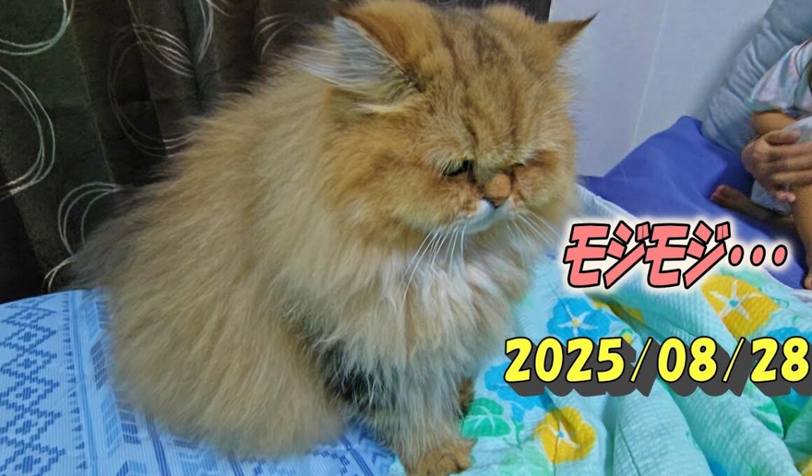 姪っ子ちゃんへ自分から近づいてみたけどモジモジしちゃうひとみ　Persian cat Hitomi's relaxing days 2025/08/28