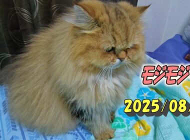 姪っ子ちゃんへ自分から近づいてみたけどモジモジしちゃうひとみ　Persian cat Hitomi's relaxing days 2025/08/28