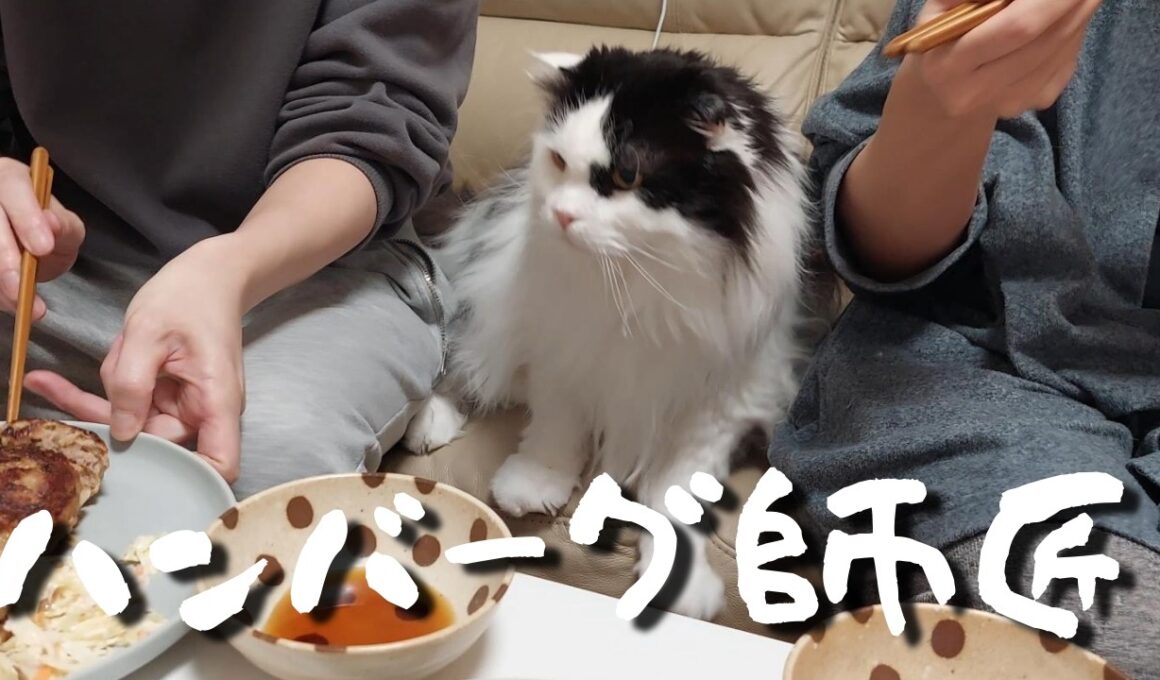 飼い主より先にハンバーグの前で待ってる猫が可愛かった...😱😱😱