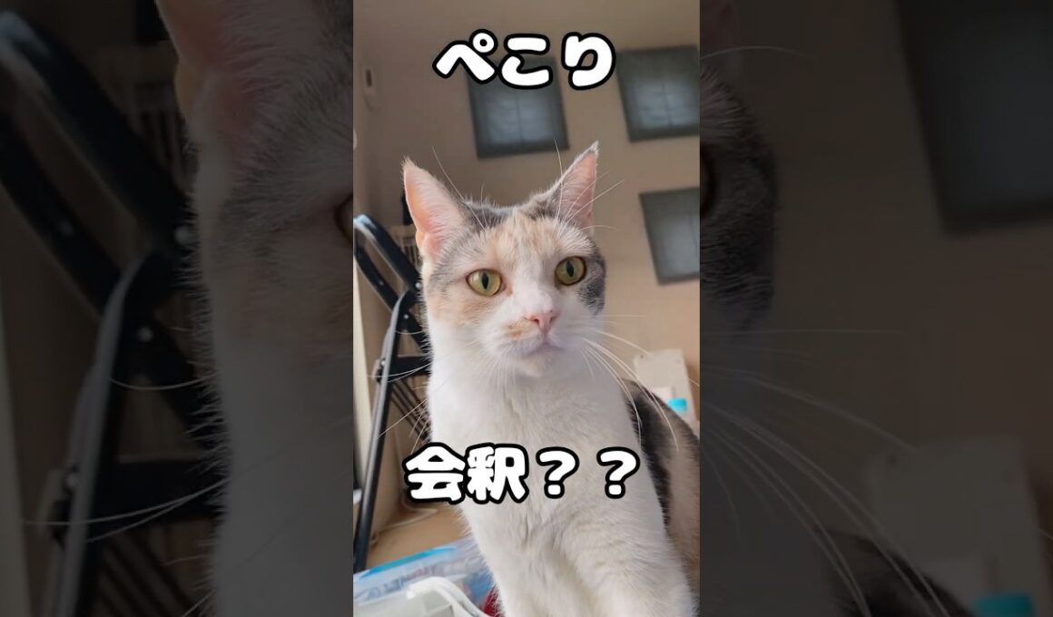 猫に挨拶したら会釈された ＃喋る猫