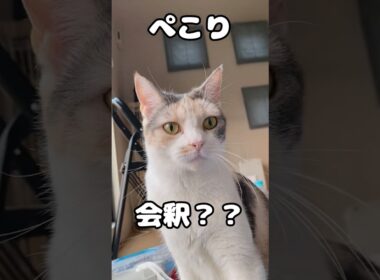 猫に挨拶したら会釈された ＃喋る猫