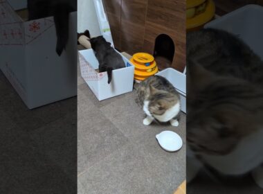 【猫】一触即発？ 2025/08/21【ボンベイ・マンチカン】#shorts