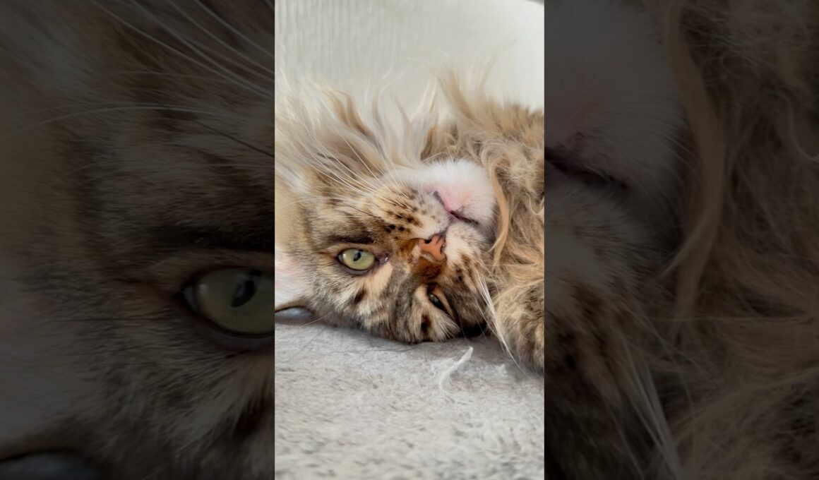 My favourite kitty Geza!😺#mainecooncatlovers #cutecatsdaily #beautifulcat