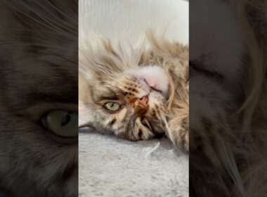 My favourite kitty Geza!😺#mainecooncatlovers #cutecatsdaily #beautifulcat