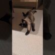 横滑りシャム猫🐱 - A cat sliding a little bit - #shorts #cat