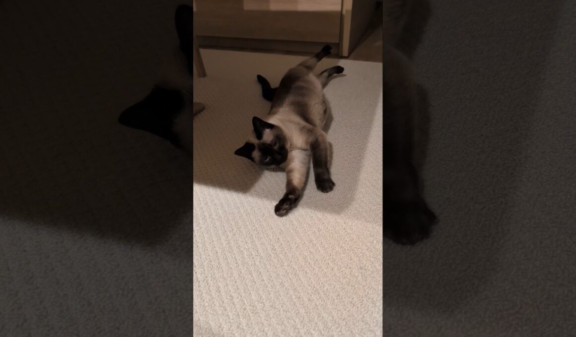 横滑りシャム猫🐱 - A cat sliding a little bit - #shorts #cat