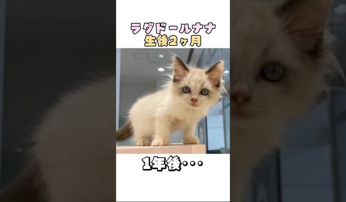 【ラグドール猫の成長記録】1年間の可愛いダイジェスト（✨本編明日公開予定✨）#猫 #子猫 #ラグドール #cat #成長記録