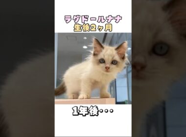 【ラグドール猫の成長記録】1年間の可愛いダイジェスト（✨本編明日公開予定✨）#猫 #子猫 #ラグドール #cat #成長記録