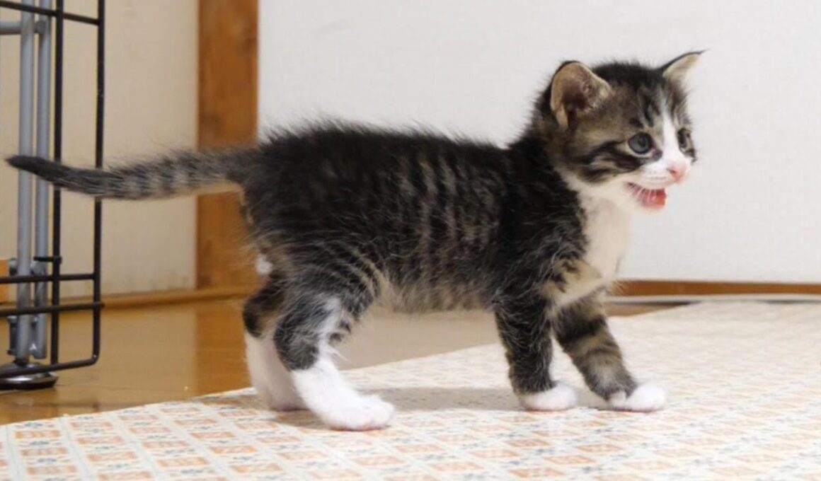 卒業2日前の子猫たちがご飯と勘違いしてママにおねだりねだり？【赤ちゃん猫　保護猫】