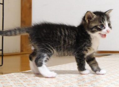 卒業2日前の子猫たちがご飯と勘違いしてママにおねだりねだり？【赤ちゃん猫　保護猫】