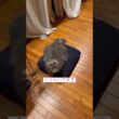 くつろぐー #ねこ動画 #アメリカンカール #shortsvideos