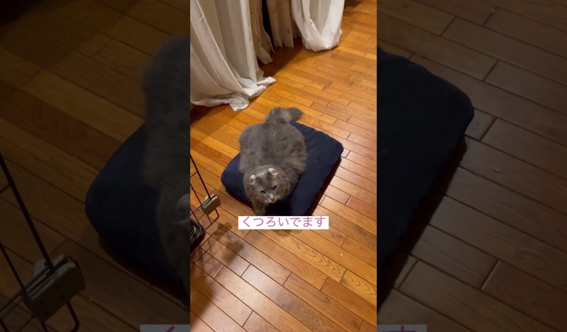 くつろぐー #ねこ動画 #アメリカンカール #shortsvideos