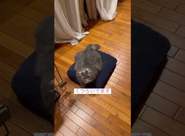 くつろぐー #ねこ動画 #アメリカンカール #shortsvideos
