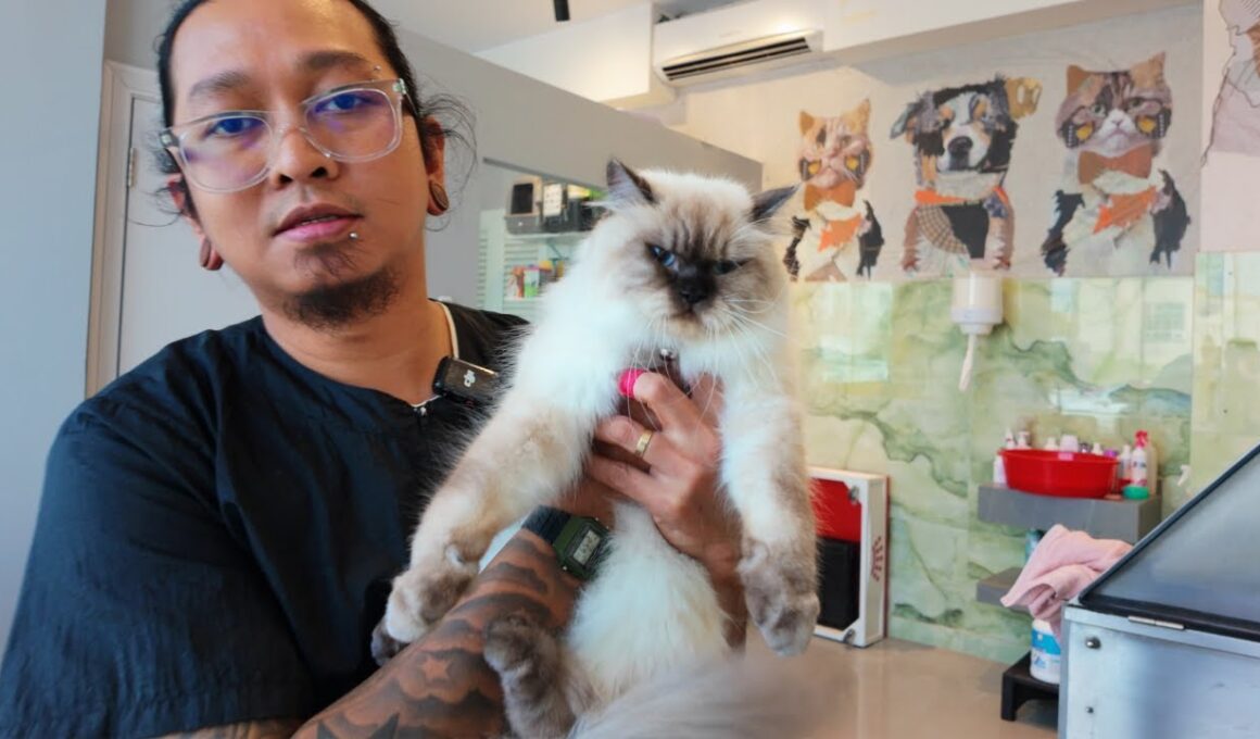ミミのおかげでスパイシーキャッツから解放された
