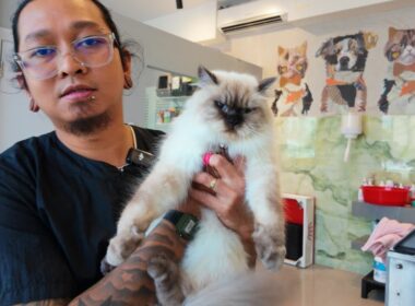 ミミのおかげでスパイシーキャッツから解放された