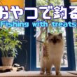 バーマン猫ラフ【おやつで釣る】Fishing with treats（バーマン猫）Birman/Cat
