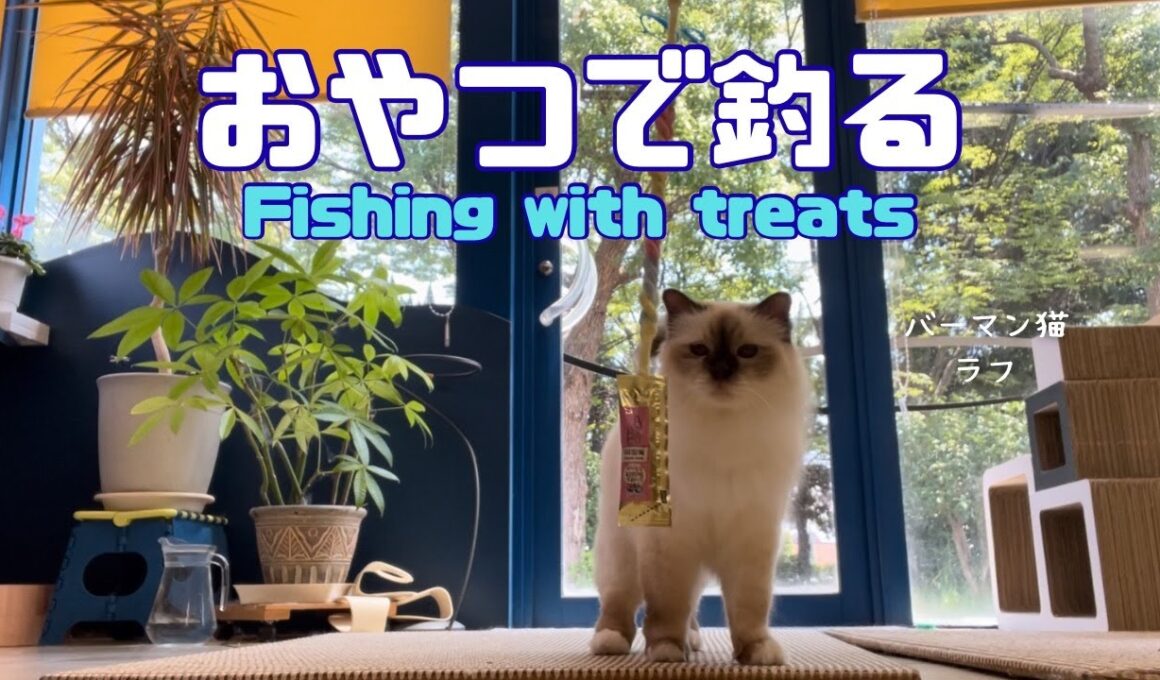 バーマン猫ラフ【おやつで釣る】Fishing with treats（バーマン猫）Birman/Cat