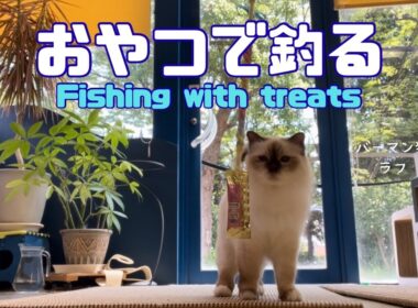 バーマン猫ラフ【おやつで釣る】Fishing with treats（バーマン猫）Birman/Cat
