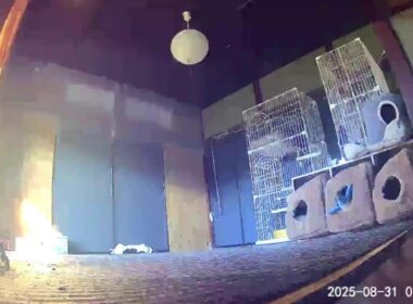 【 cat 】 ( 古民家 ) 保護猫部屋 LIVE　Old Japanese Houses　Rescue Cat Shelter
