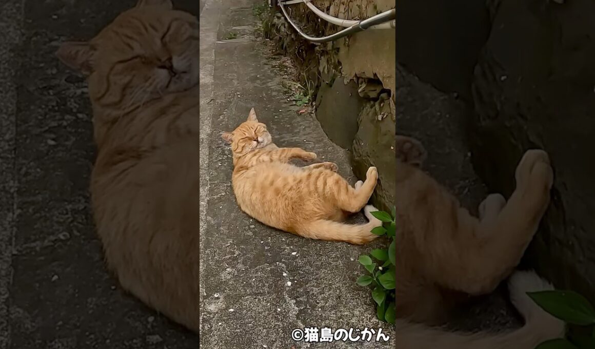 眠気が勝る💤 #shorts #猫 #cat #cats