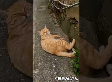 眠気が勝る💤 #shorts #猫 #cat #cats