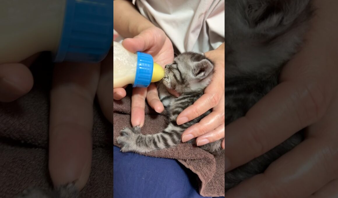 子猫の爆音チュパチュパ