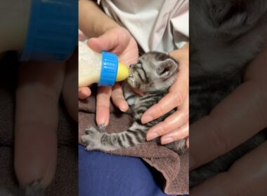 子猫の爆音チュパチュパ