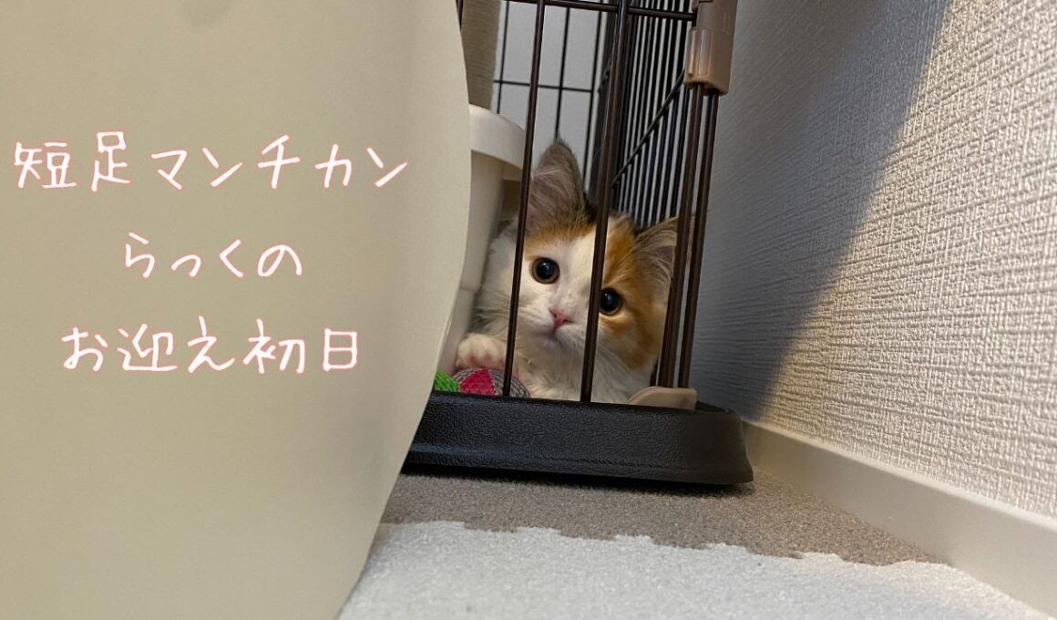 我が家に短足マンチカンの子猫をお迎えしました！